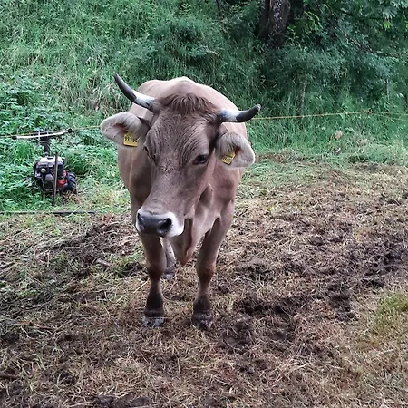 Apartmán Am Belchen