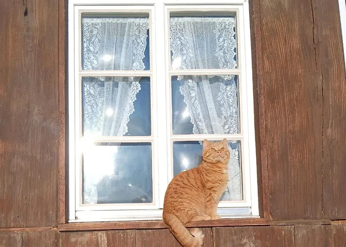 Apartment Am Belchen Bollen